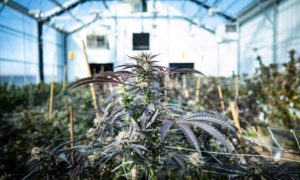 Bay Mills Marijuana Expansion