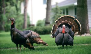 Thanksgiving MI online gambling launch