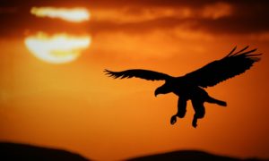 soaring eagle