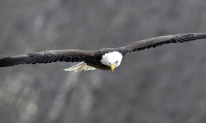 Soaring Eagle
