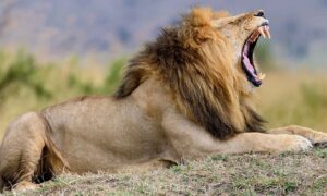 Close,Lion,In,National,Park,Of,Kenya,,Africa