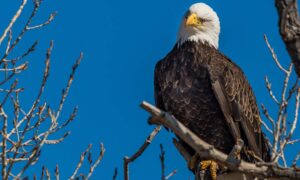 Soaring Eagle age requirement