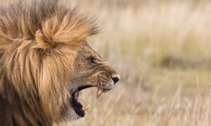 Roaring Lion