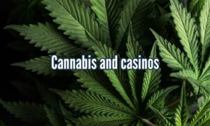Cannabis