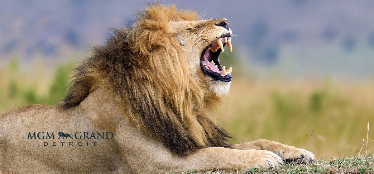 Lion roaring with logo for MGM Grand Detroit, which has fully reopened after the MGM hack