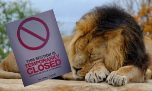Image of a closed sign next to a lion, which is the mascot for MGM Grand Detroit, the only Detroit casino with workers still on strike as of Nov. 20