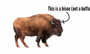 Image of a bison, with the words "This is a bison (not a buffalo)" above it with an arrow pointing to the bison to go with a story about two "buffalo" slots games being popular in Michigan online casinos