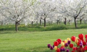 Cherry blossoms blooming in Traverse City in May. Online casino revenue in May of $198.6 million was the second best ever in Michigan, as BetMGM wrestled away top spot from FanDuel.