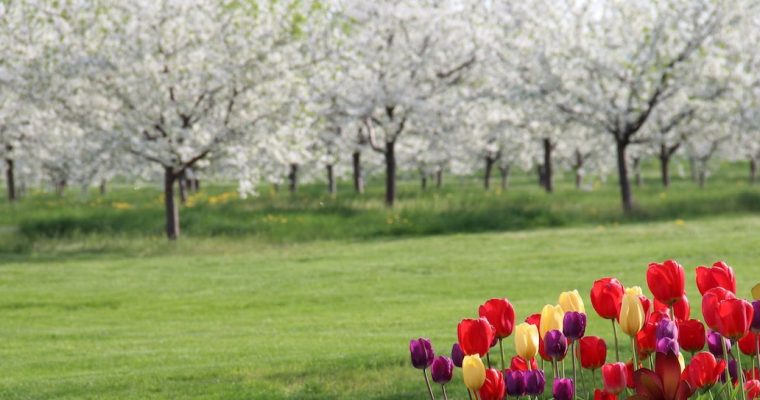 Cherry blossoms blooming in Traverse City in May. Online casino revenue in May of $198.6 million was the second best ever in Michigan, as BetMGM wrestled away top spot from FanDuel.