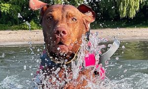 California the Vizsla swimming in Lake Erie. Despite the dog days of summer, Michigan has posted record sports betting handle of $2.6 billion and record revenue of $240 million through the first six months of 2024.